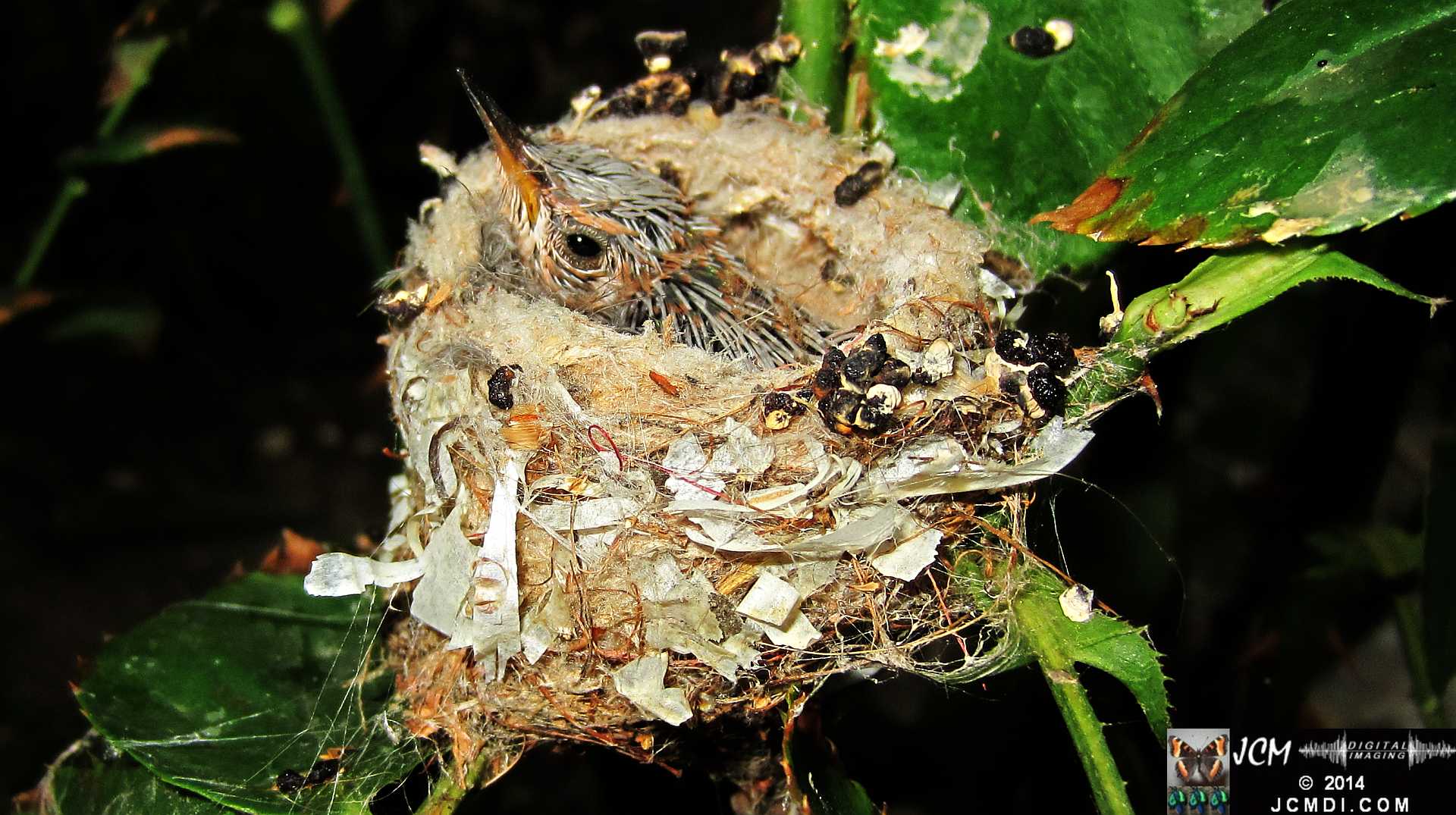Allens Hummingbird Chick in Nest Close-Up